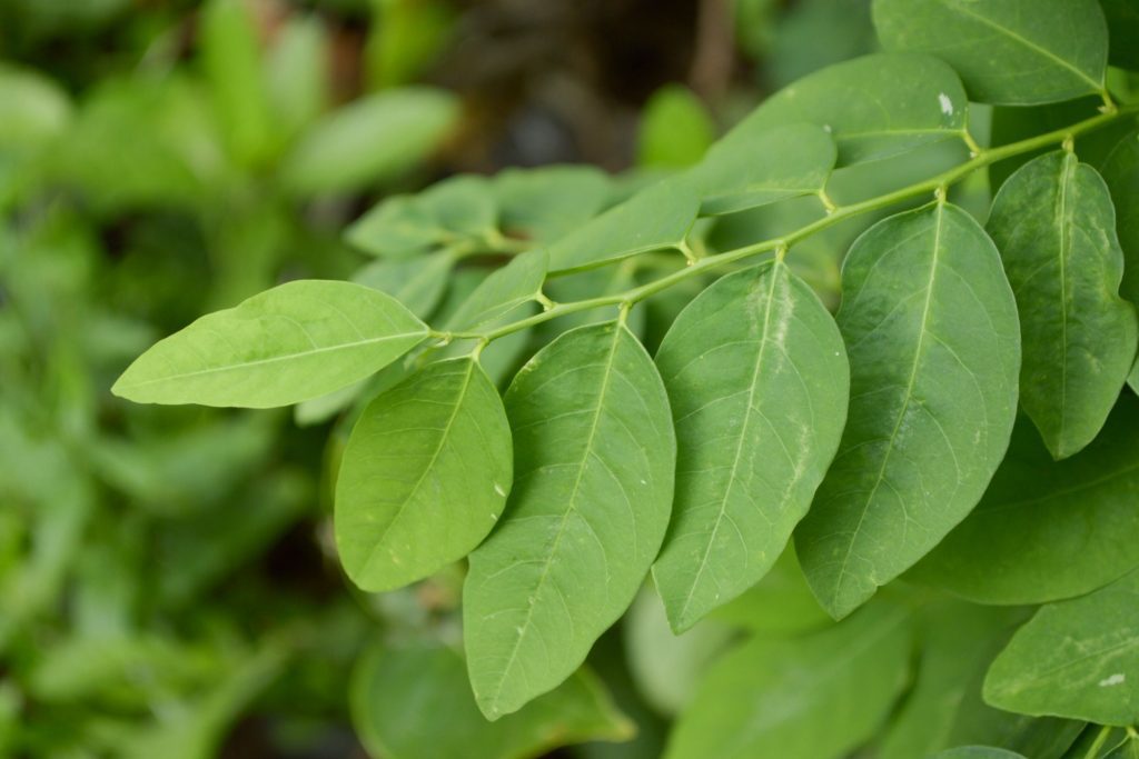 Daun Katuk