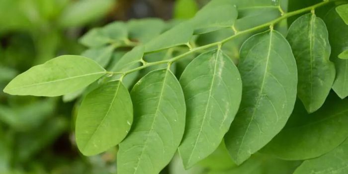 daun-katuk-pelancar-asi