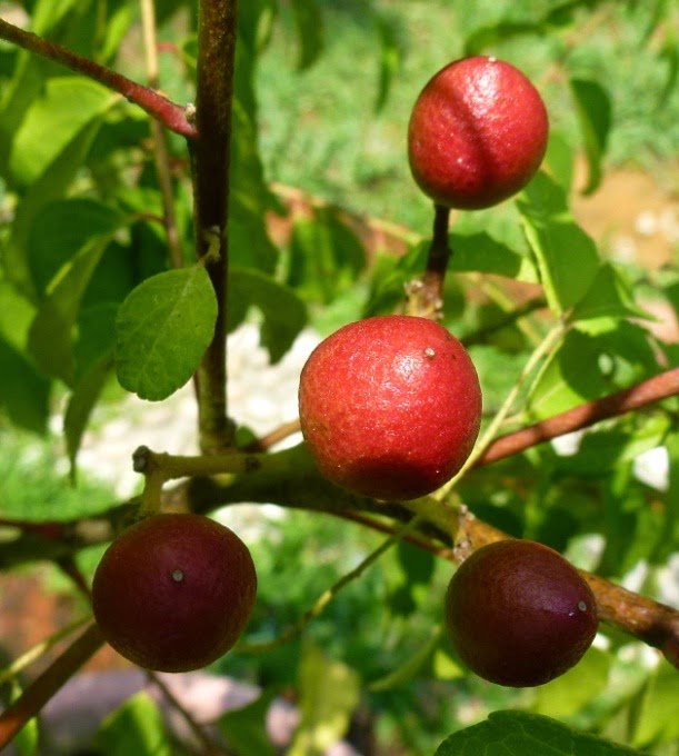 bisnis minuman kewanitaan dari manjakani