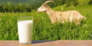usaha-susu-kambing
