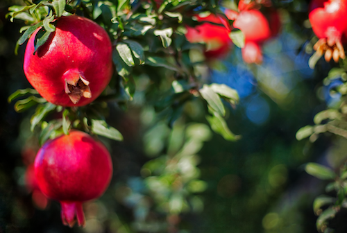 buah pomegranate