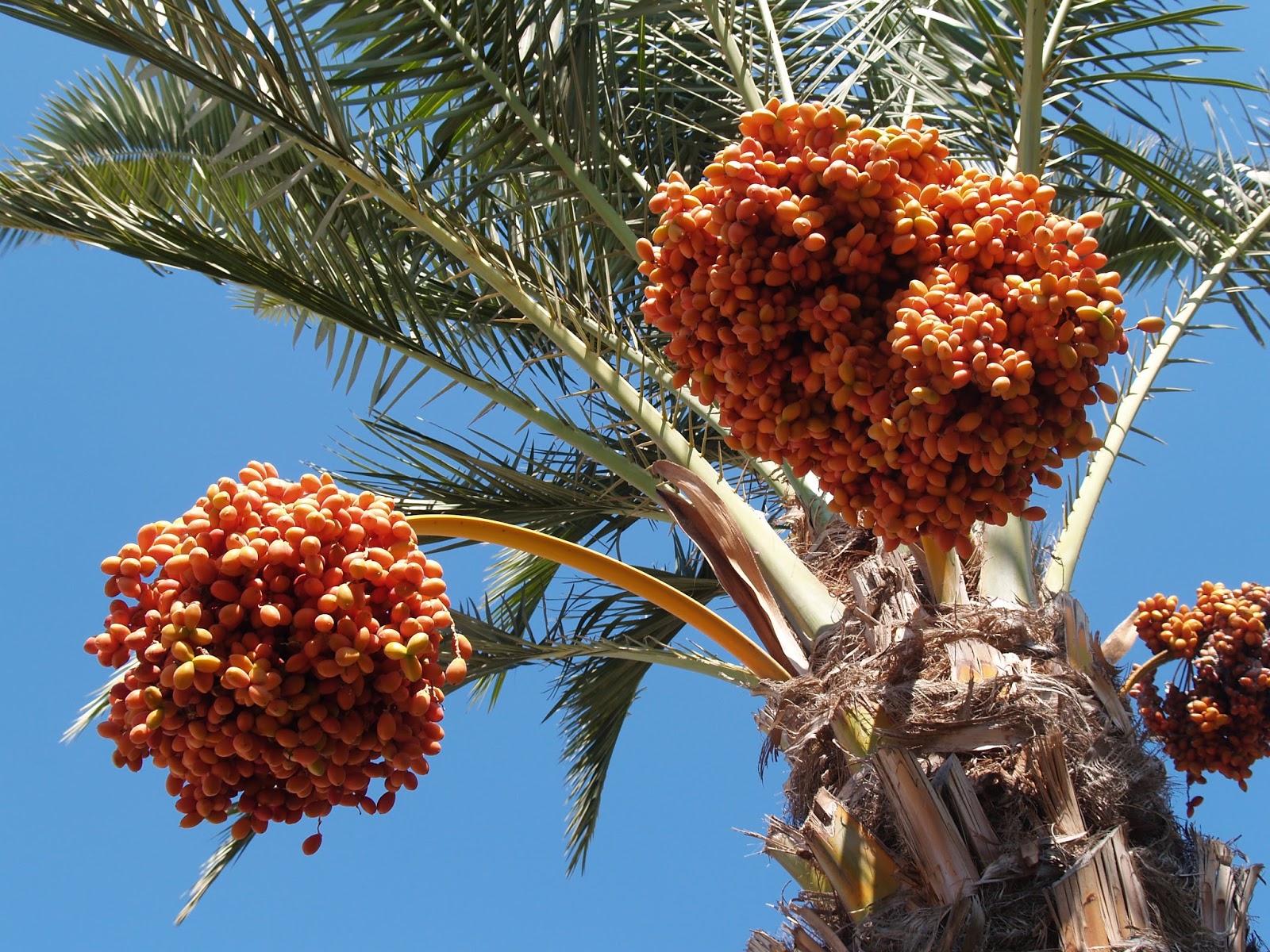 sari kurma Rekomendasi 11 Sari Kurma Asli Terbaik dan Menyehatkan