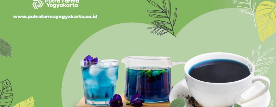 Yuk Bikin Kreasi Minuman Olahan Bunga Telang!