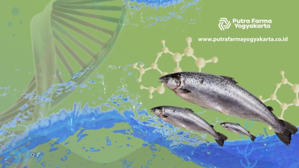 dna salmon DNA Salmon Untuk Basmi 5 Masalah Kulit Anda