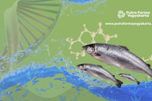 DNA Salmon Untuk Basmi 5 Masalah Kulit Anda