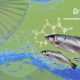 DNA Salmon Untuk Basmi 5 Masalah Kulit Anda