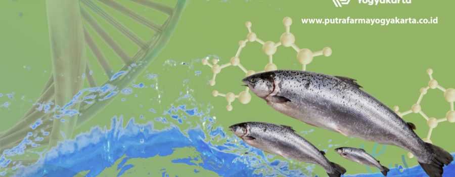 DNA Salmon Untuk Basmi 5 Masalah Kulit Anda