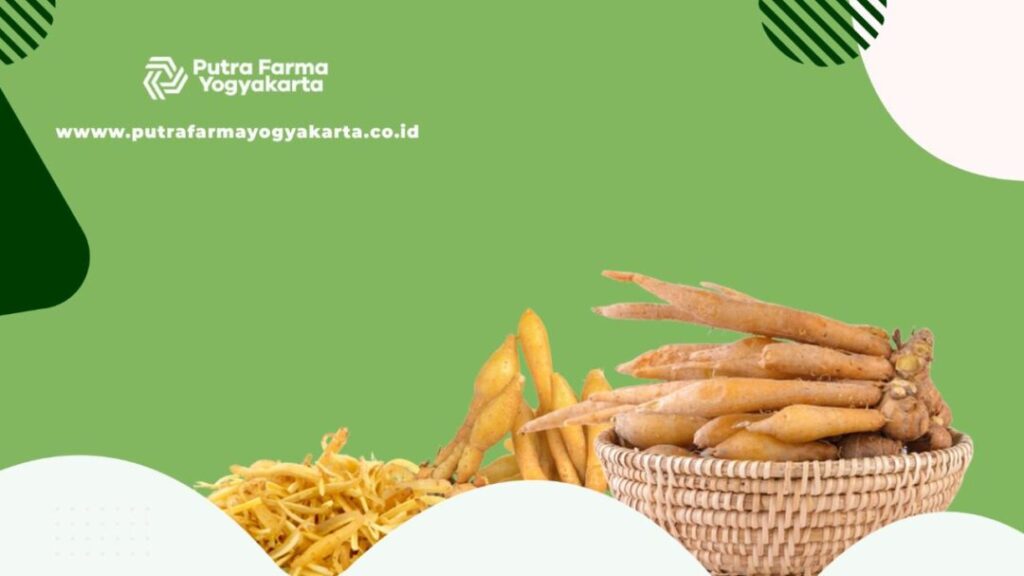 temu kunci Lawan 10 Macam Penyakit Dengan Temu Kunci