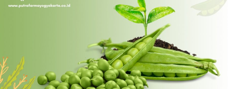 Intip 14 Khasiat Super Kacang Polong Hijau Yuk!