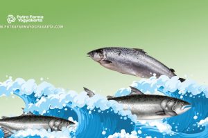 Cantik Dan Sehat Dengan 12 Keajaiban Ikan Salmon