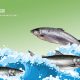 Cantik Dan Sehat Dengan 12 Keajaiban Ikan Salmon