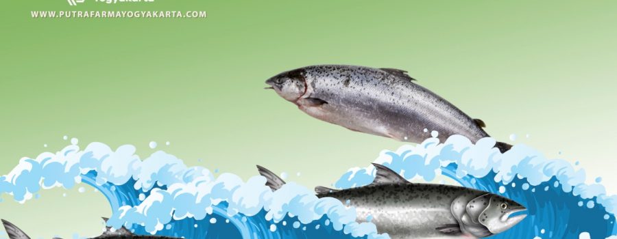Cantik Dan Sehat Dengan 12 Keajaiban Ikan Salmon
