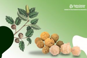 4 Manfaat Manjakani Untuk Sehatkan Organ Intim Anda