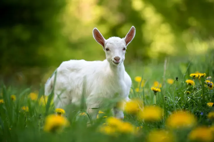 manfaat susu kambing etawa bubuk Peluang Bisnis & Manfaat Susu Kambing Etawa Bubuk!