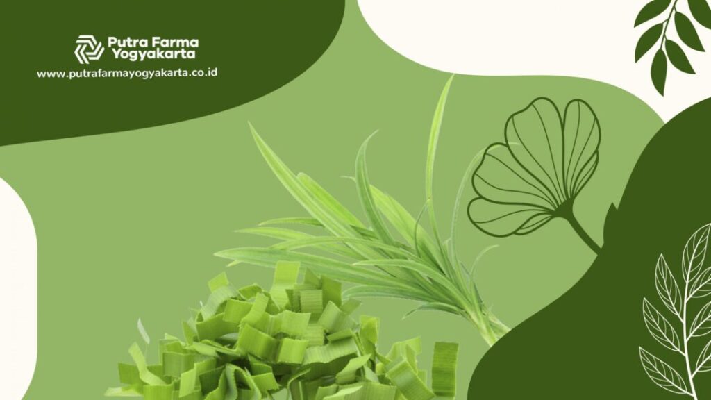 daun pandan 12 Rahasia Sehat Dengan Konsumsi Daun Pandan