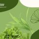 12 Rahasia Sehat Dengan Konsumsi Daun Pandan