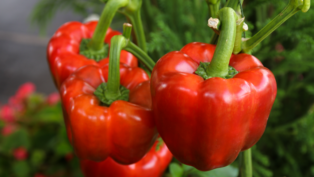 makanan anti inflamasi
