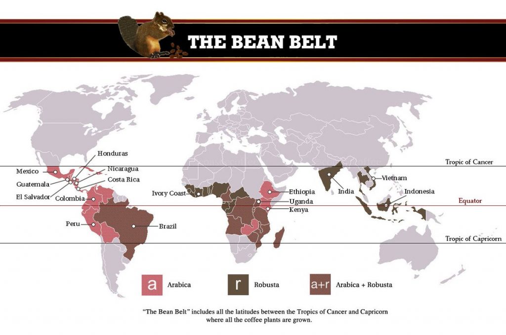 FAKTA TENTANG KOPI