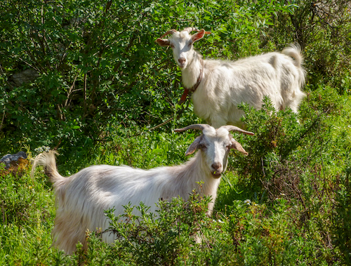 fakta tentang kopi Telusuri Bersama 10 Fakta Tentang Kopi (Part 1)