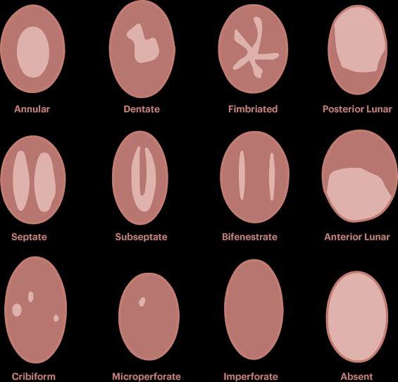 fakta vagina