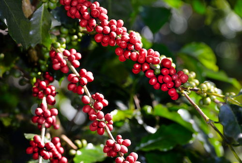 fakta kopi dengan Indonesia