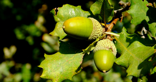 manfaat manjakani