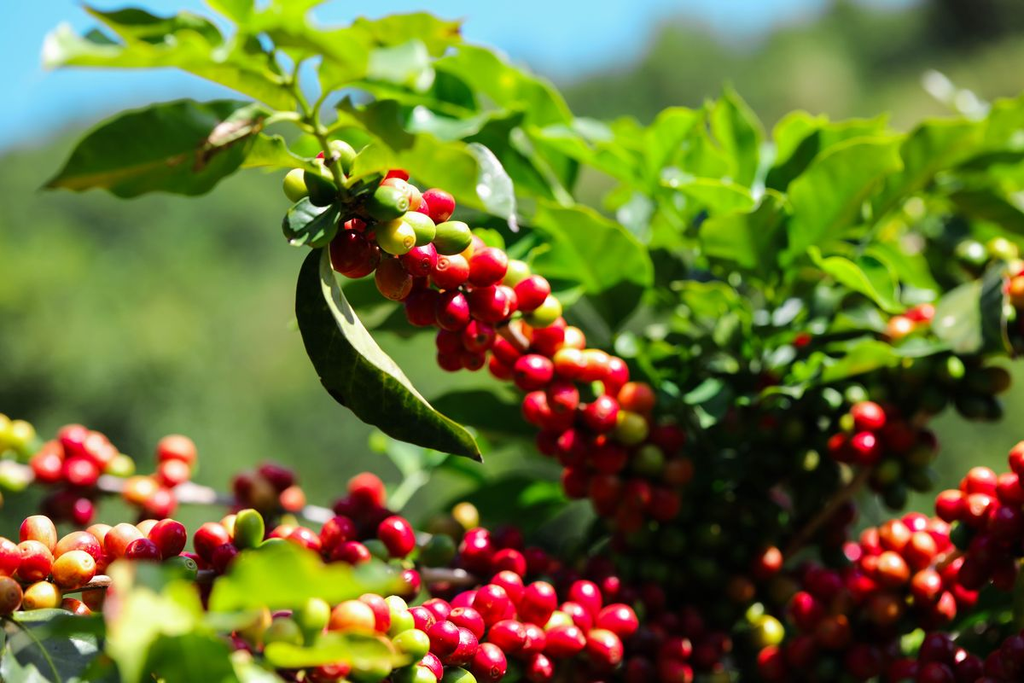 8 Fakta Kopi Paling Gila yang Jarang Diketahui Pebisnis! 2 fakta kopi