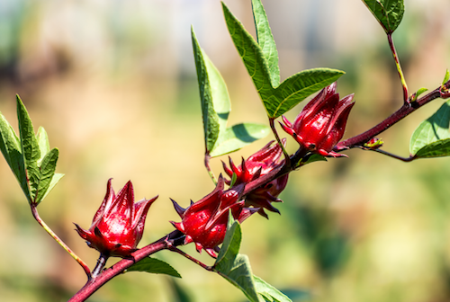 kegunaan teh rosella