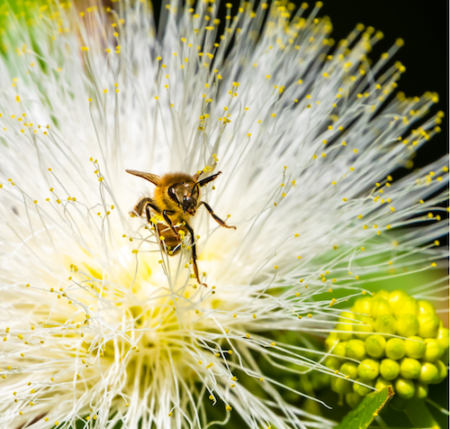 jenis madu asli lokal jenis madu asli lokal