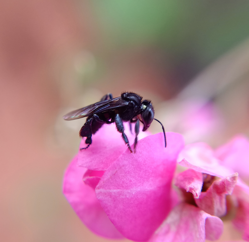 jenis madu asli lokal jenis madu asli lokal