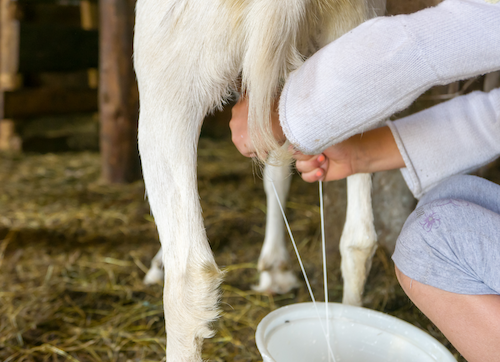 kebaikan susu kambing