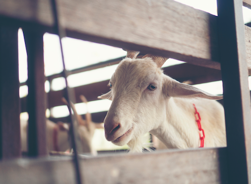 kebaikan susu kambing