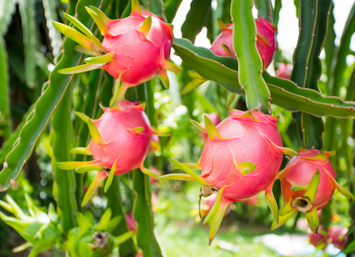 keistimewaan buah naga