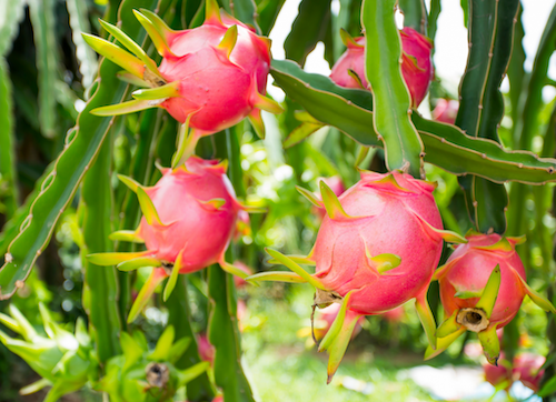 Pitaya planta cuidados