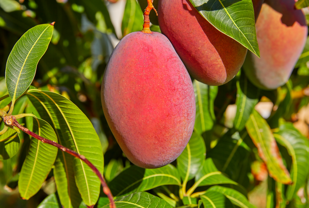 khasiat buah mangga