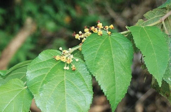 referensi obat herbal untuk kolesterol