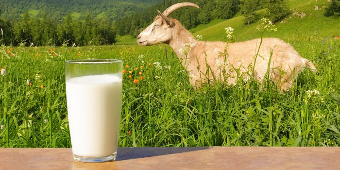 kebaikan-susu-kambing
