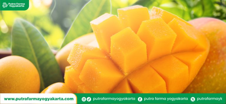 resep-olahan-manisan-mangga-muda