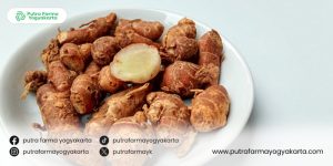 keunggulan-mengonsumsi-kencur