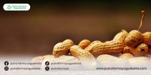Kreasi-olahan-kudapan-dari-kacang