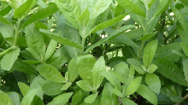 minuman herbal pencegah bau badan