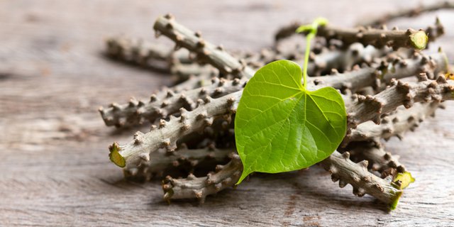 minuman herbal pencegah bau badan