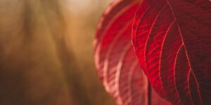 keajaiban-daun-sirih-merah