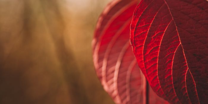 keajaiban-daun-sirih-merah