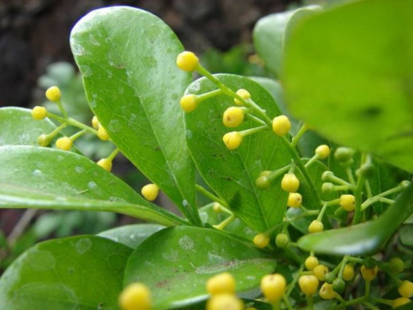 minuman herbal pencegah bau badan