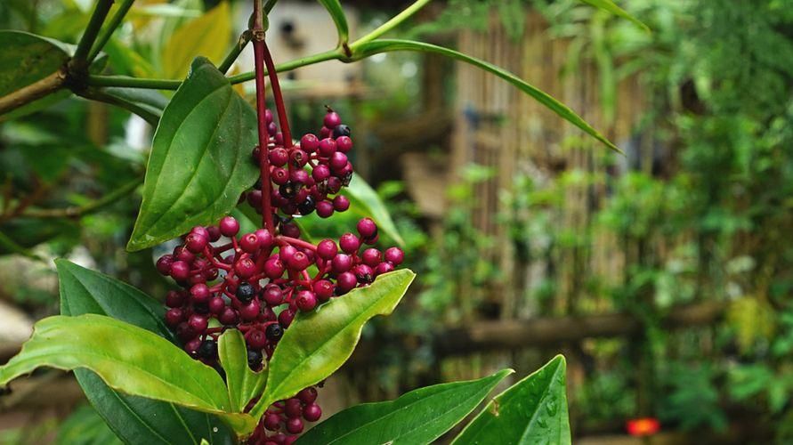 referensi buah untuk promil