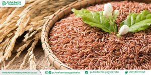 keajaiban-teh-beras-merah