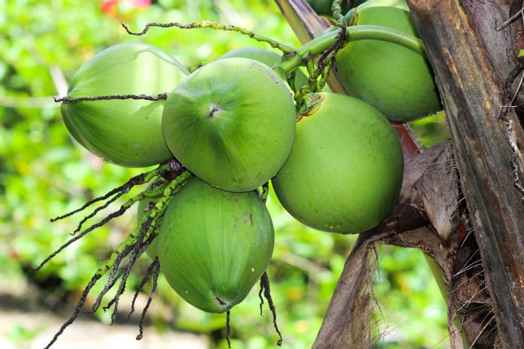 keajaiban air kelapa untuk puasa