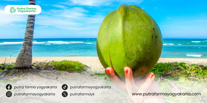 keajaiban-air-kelapa-untuk-puasa