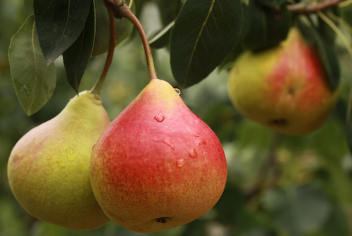 buah-buahan pencegah bau mulut buah-buahan pencegah bau mulut